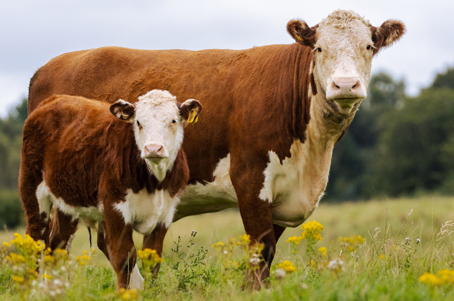 vaches